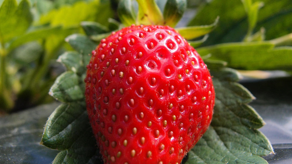 Que faire au jardin en mai 2025 ?