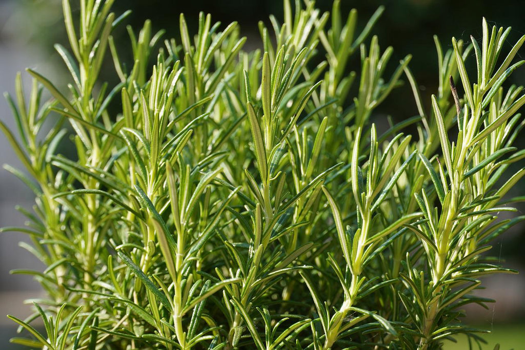 Bouturer les plantes aromatiques