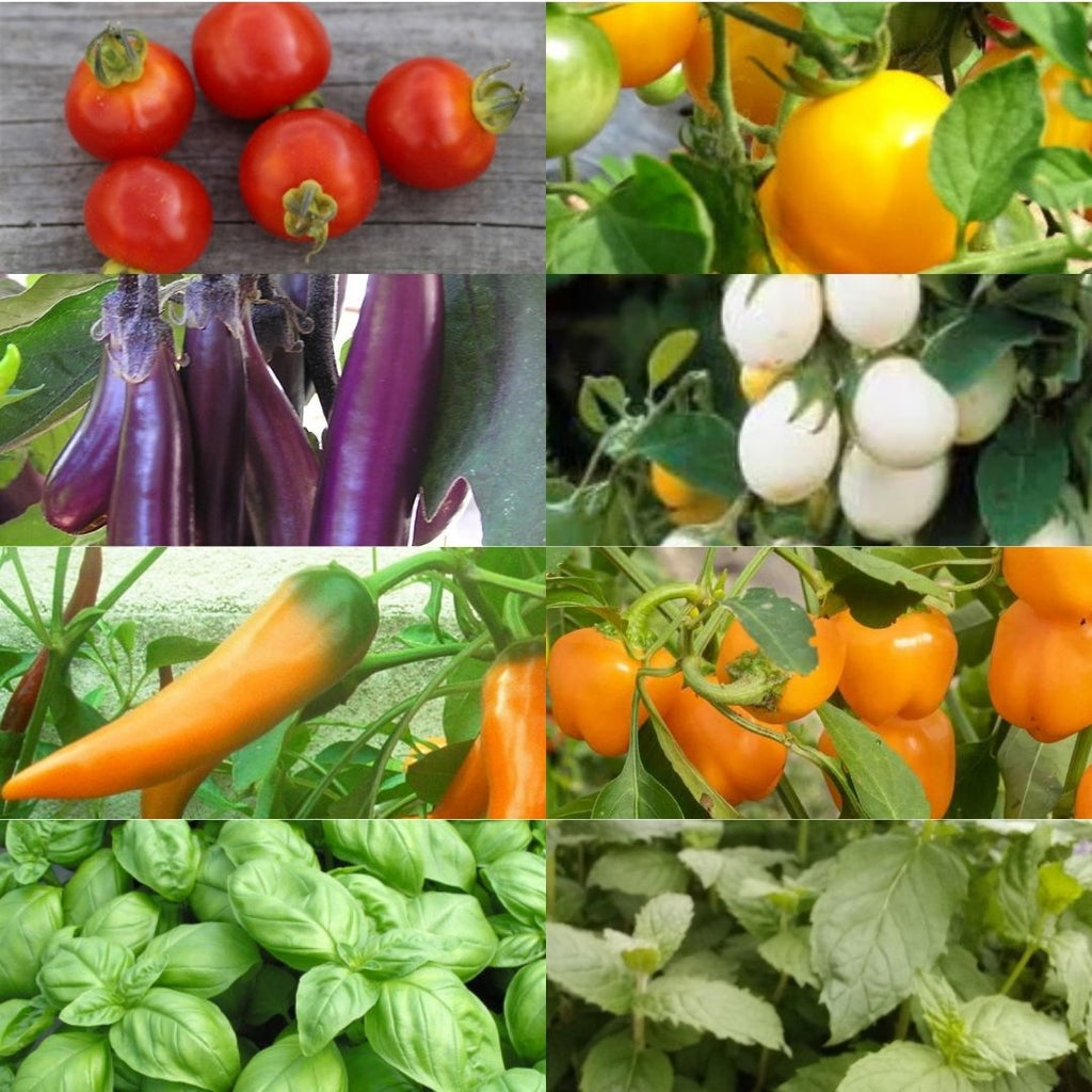 Pack 8 plants potagers bio "Potager urbain et balcon"