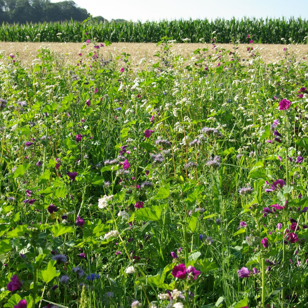 Mélange fleuri biodiversité