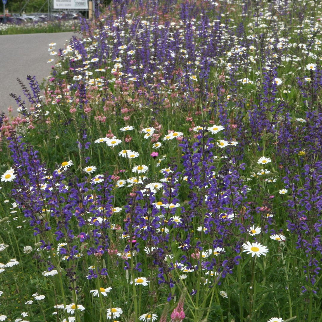 Mélange prairie sauvage basse