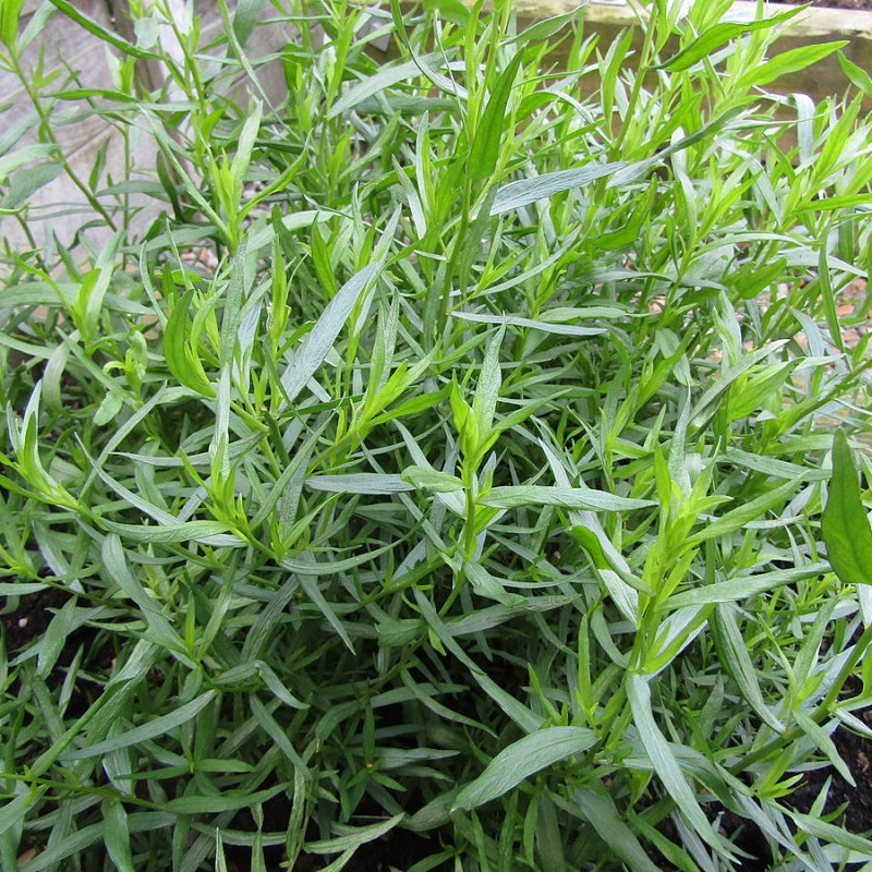 Plant Potager Bio Estragon Bouture