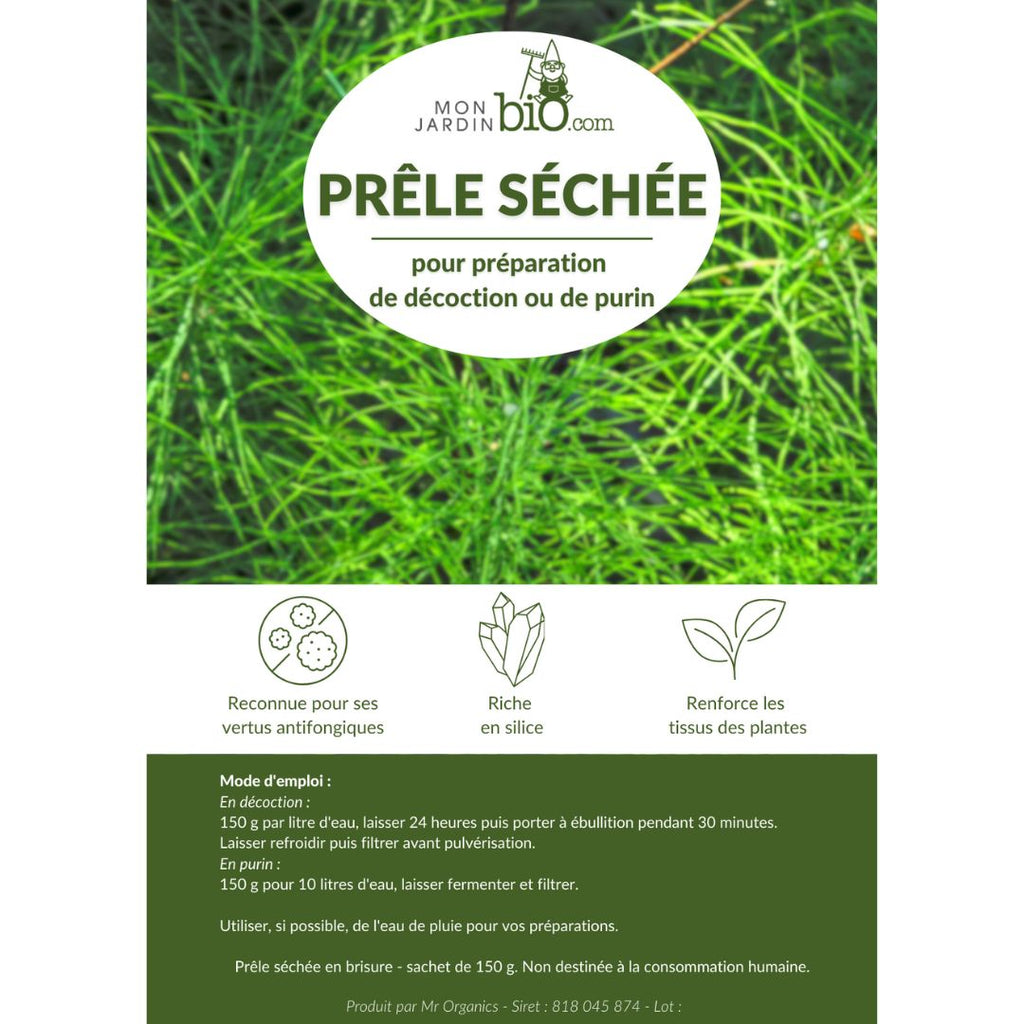 Prêle séchée pour purin de prêle