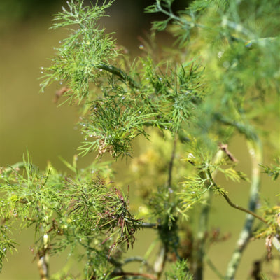 plant-potager-bio-aneth