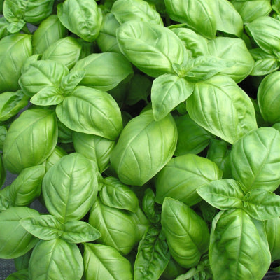 plant-potager-bio-basilic-genovese
