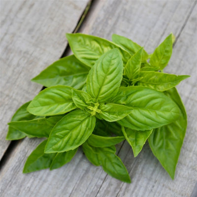 plant-potager-bio-basilic-marseillais