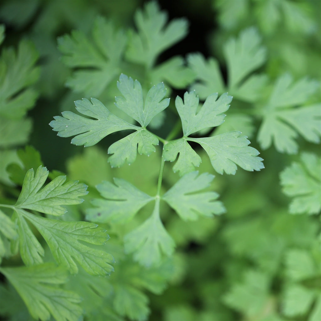 plant-potager-bio-persil-plat
