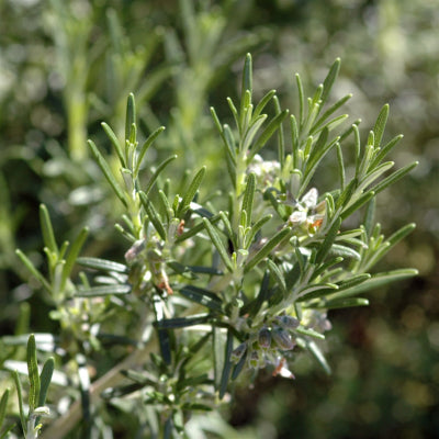 plant-potager-bio-thym