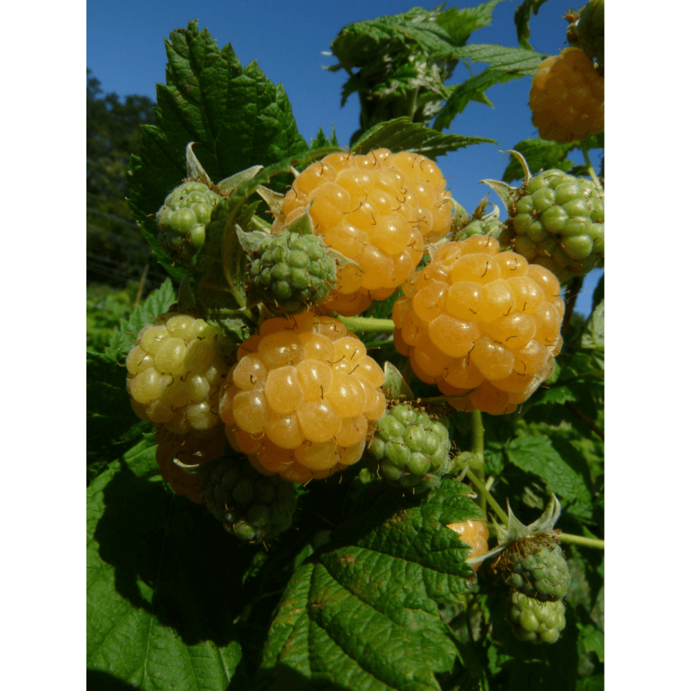 framboisier bio golden everest