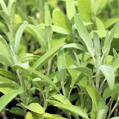 plant-potager-bio-sauge-officinale