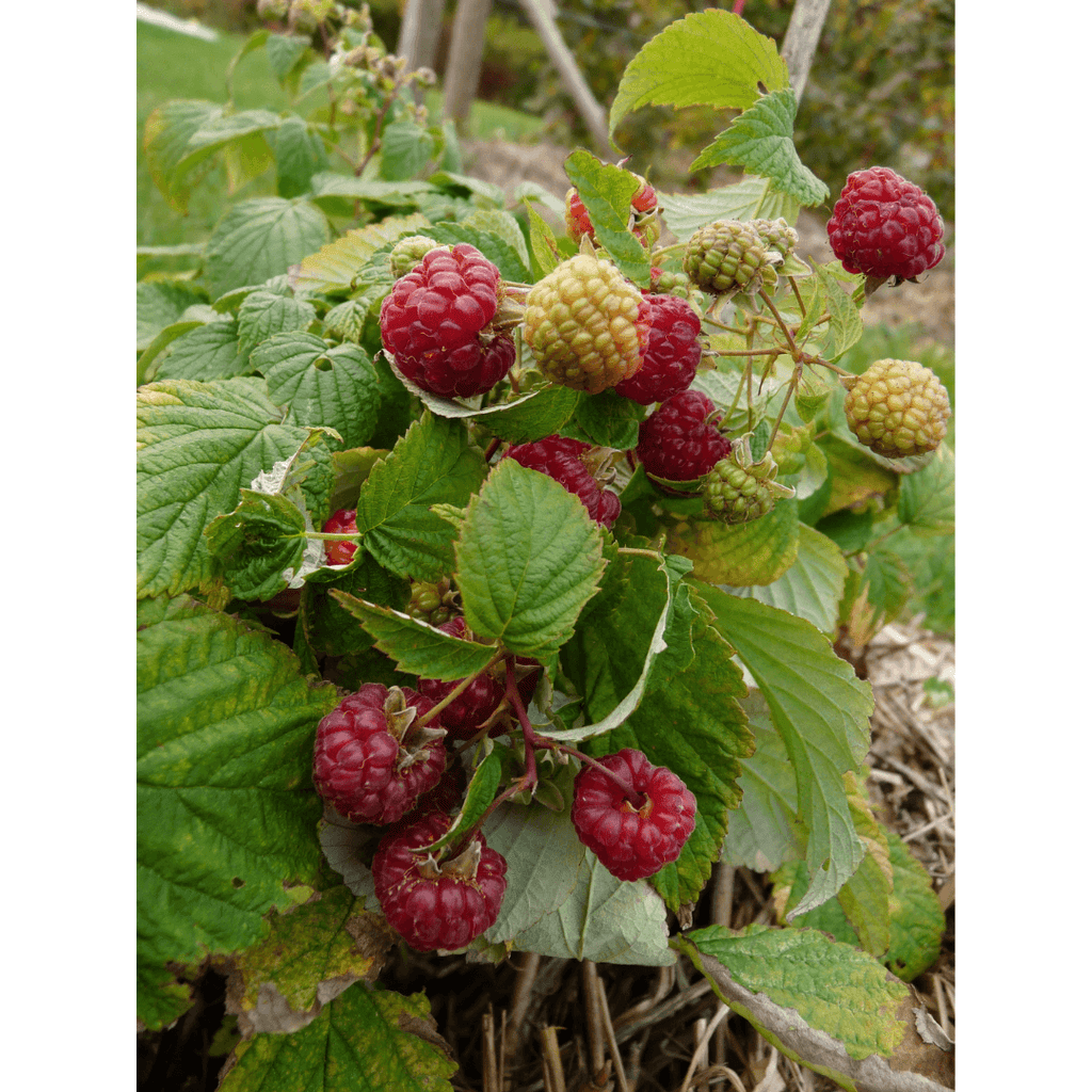 plant framboisier rustica yummy